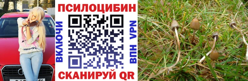Псилоцибиновые грибы Psilocybe  Кемь 